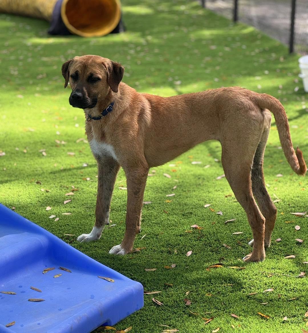 Aurora, a ADOPTABLE mixed breed in Pawleys Island, SC image 3/5