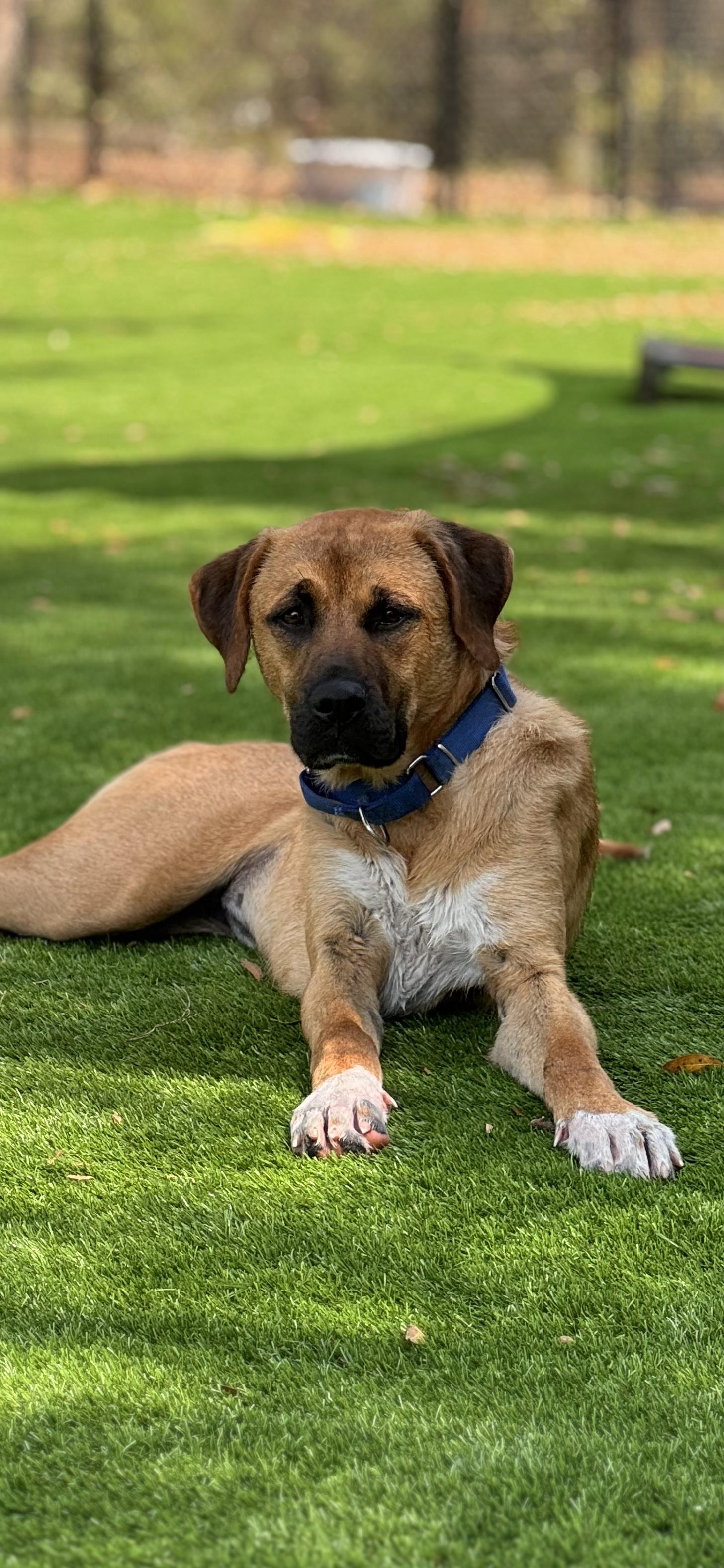 Enlarge Aurora, a ADOPTABLE mixed breed in Pawleys Island, SC image 1/2