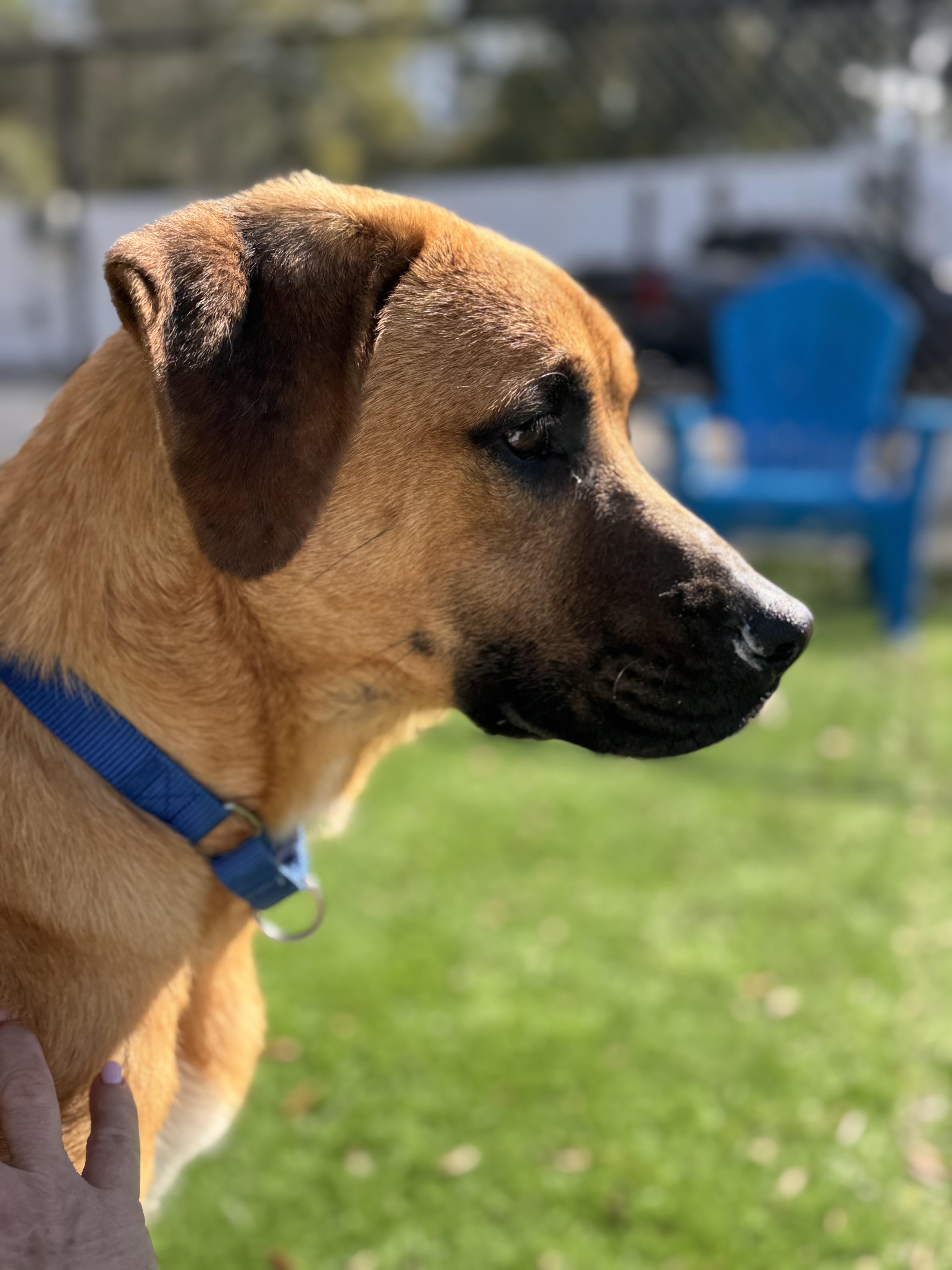 Enlarge Aurora, a ADOPTABLE mixed breed in Pawleys Island, SC image 2/2