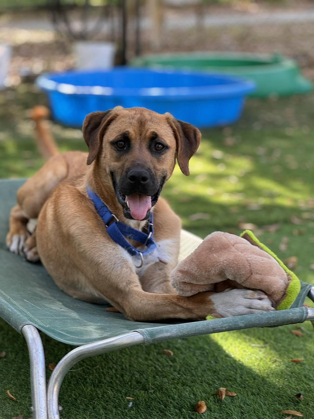 Aurora, ADOPTABLE, Adult Female Labrador Retriever.