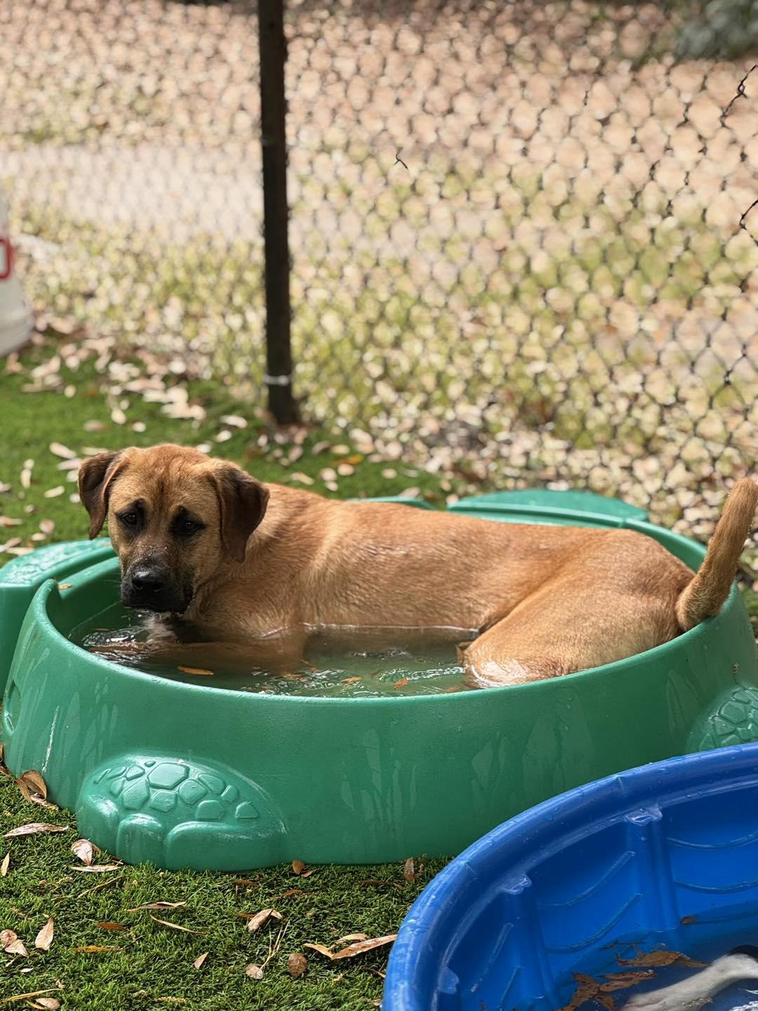 Aurora, a ADOPTABLE mixed breed in Pawleys Island, SC image 5/5