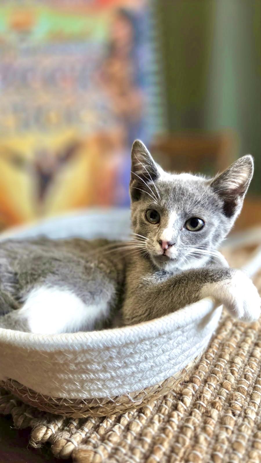 Athena, ADOPTABLE, Kitten Female American Shorthair.