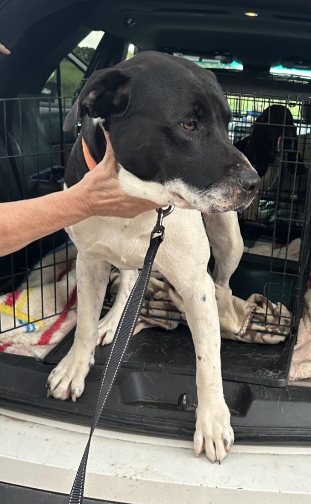Tigger, Adoptable, Young Male Labrador Retriever & German Shorthaired Pointer.