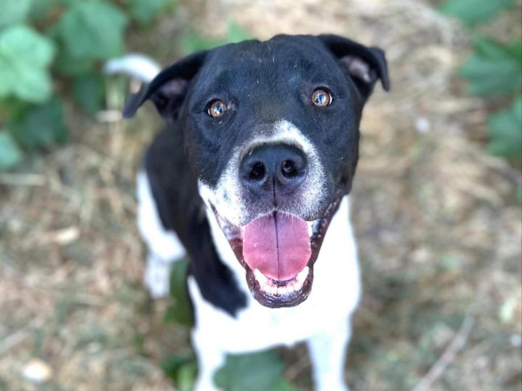 Enlarge Tigger, a Adoptable mixed breed in Salt Lake City, UT image 2/3