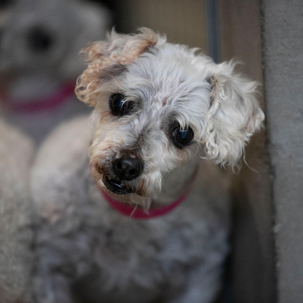 Tina (AP26-69), Adoptable, Senior Female Bichon Frise.