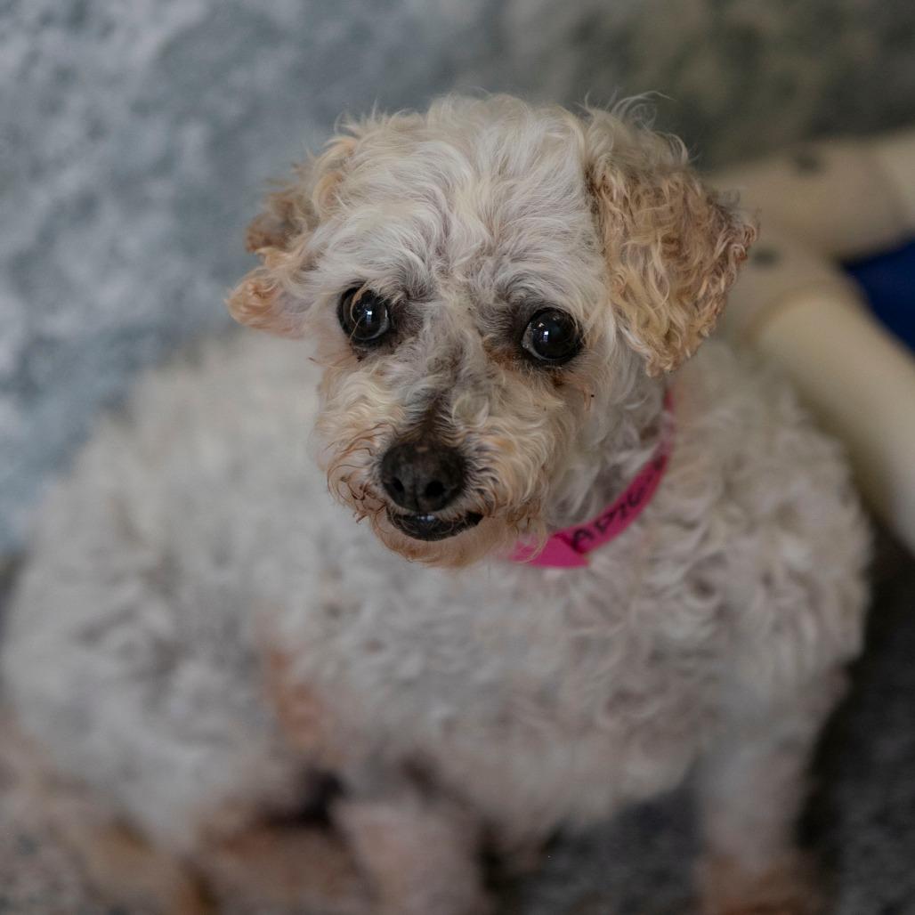 Tina (AP26-69), a Adoptable Bichon Frise in Peyton, CO image 2/6