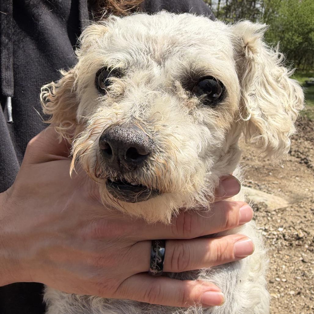 Tina (AP26-69), a Adoptable Bichon Frise in Peyton, CO image 3/6