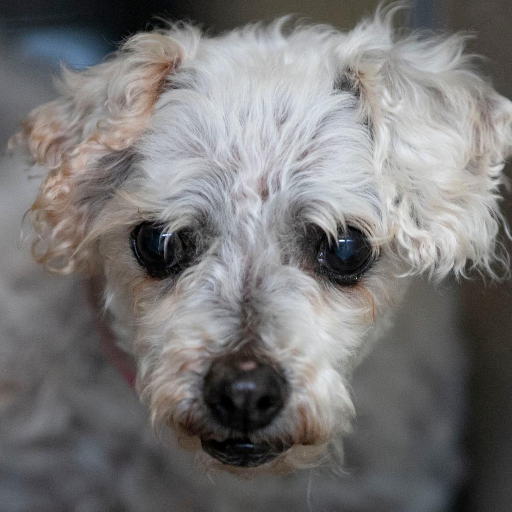 Tina (AP26-69), a Adoptable Bichon Frise in Peyton, CO image 4/6