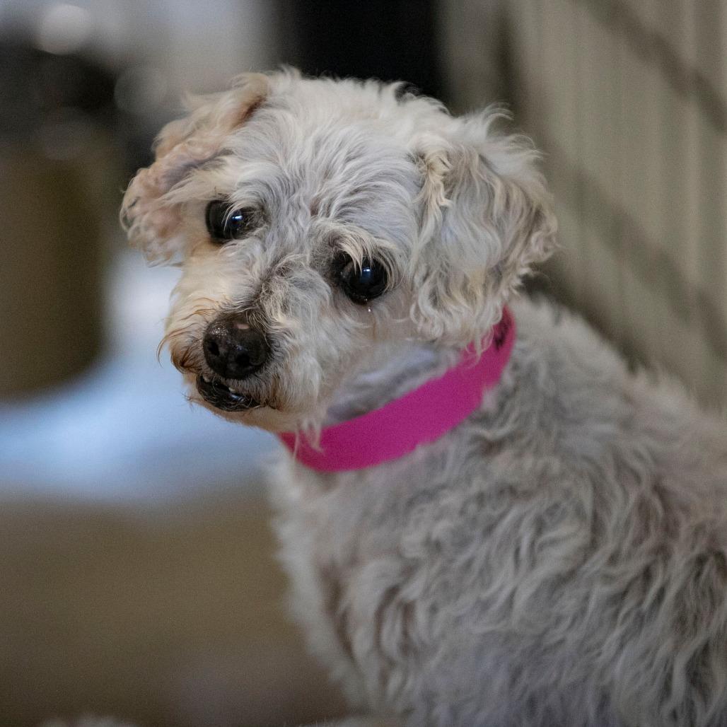 Tina (AP26-69), a Adoptable Bichon Frise in Peyton, CO image 5/6