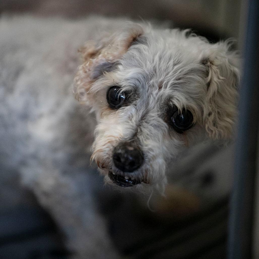 Tina (AP26-69), a Adoptable Bichon Frise in Peyton, CO image 6/6