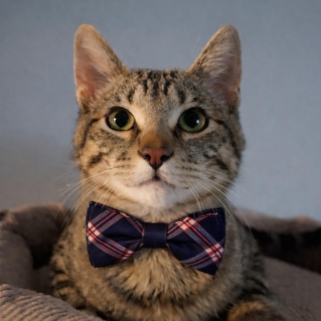 Taboo, Adoptable, Kitten Male Domestic Short Hair.