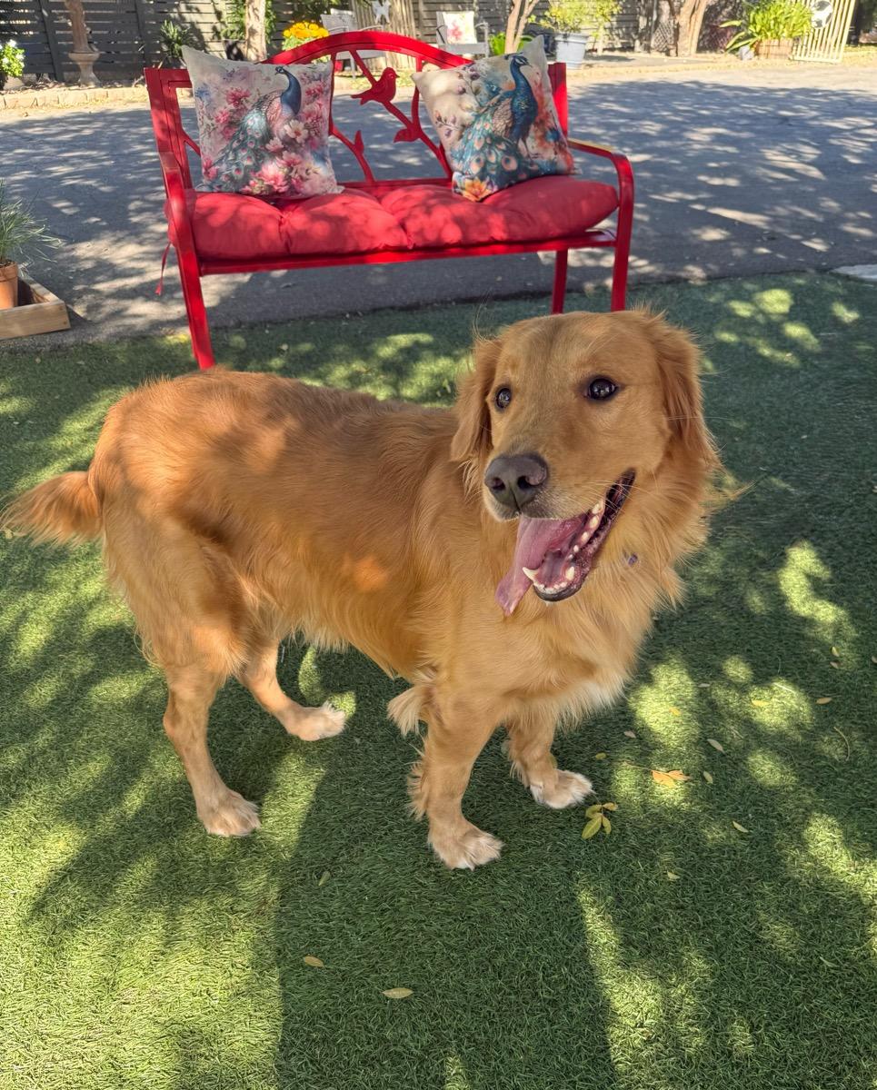 Enlarge Seven, a Adoptable Golden Retriever in Temecula, CA image 2/2