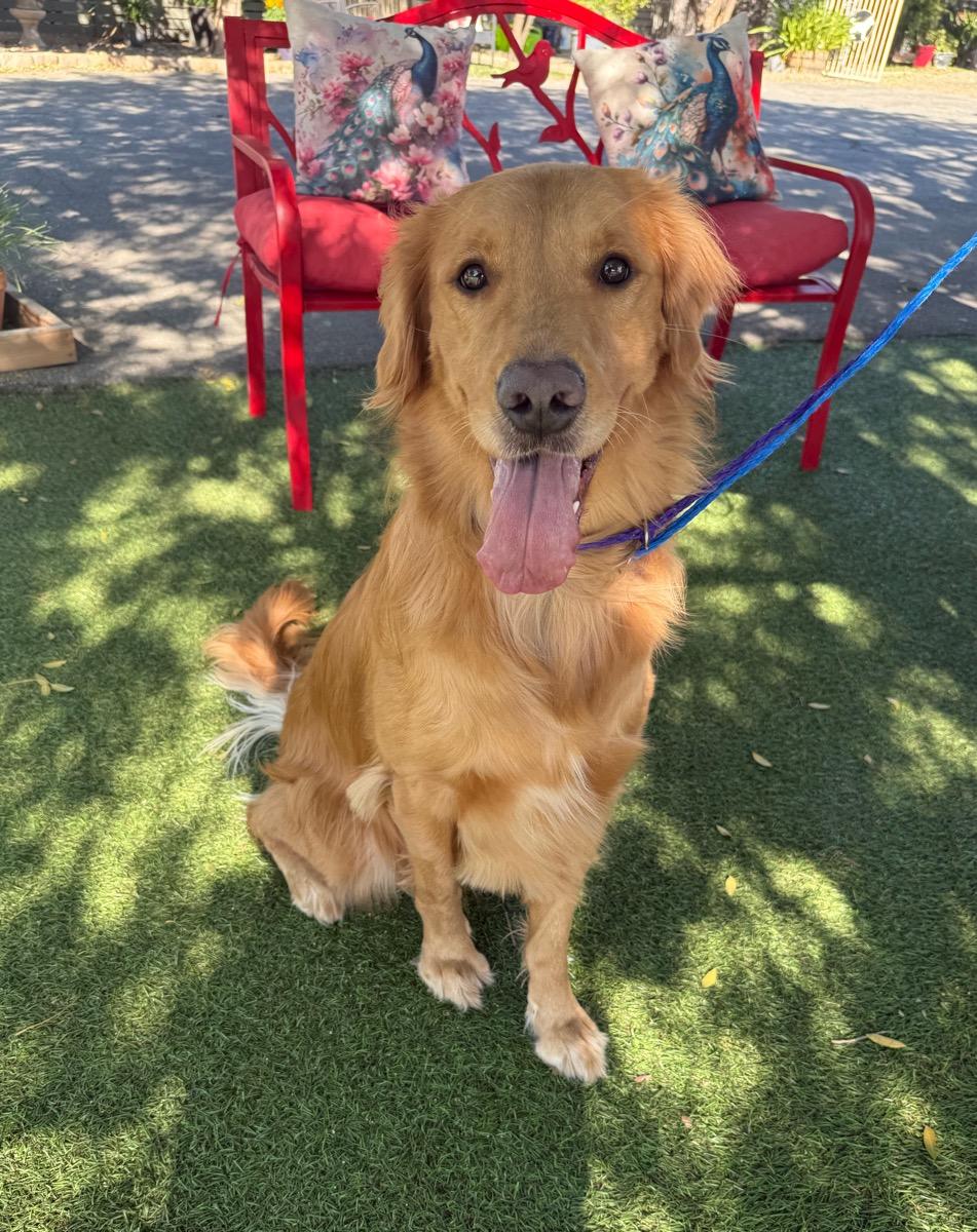 Seven, Adoptable, Adult Male Golden Retriever.
