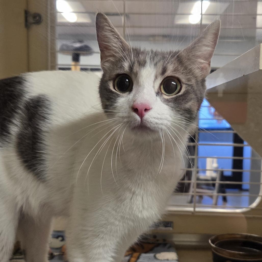 Mozzarella, Adoptable, Adult Female Domestic Short Hair.