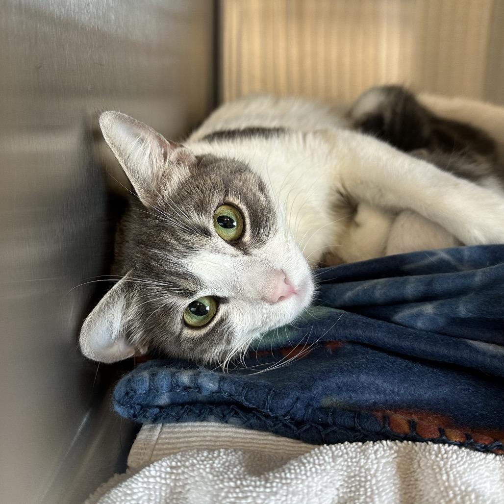 Mozzarella, a Adoptable Domestic Short Hair in Hinsdale, IL image 2/6