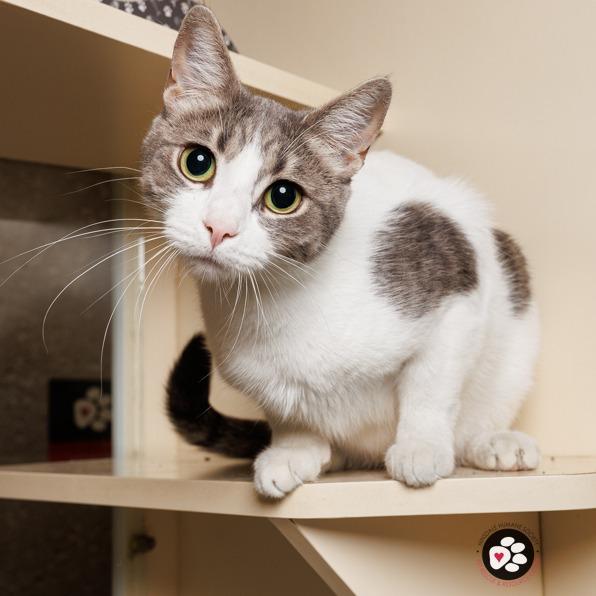 Mozzarella, a Adoptable Domestic Short Hair in Hinsdale, IL image 3/6
