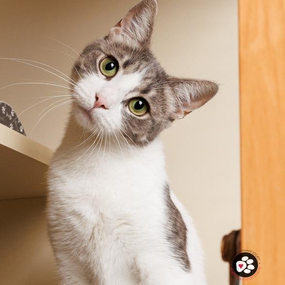 Mozzarella, a Adoptable Domestic Short Hair in Hinsdale, IL image 4/6