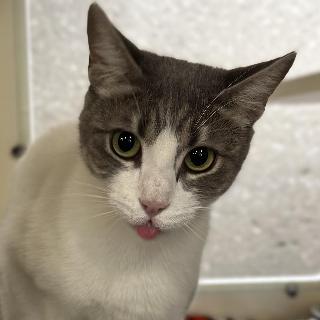 Mozzarella, a Adoptable Domestic Short Hair in Hinsdale, IL image 5/6