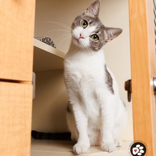 Mozzarella, a Adoptable Domestic Short Hair in Hinsdale, IL image 6/6