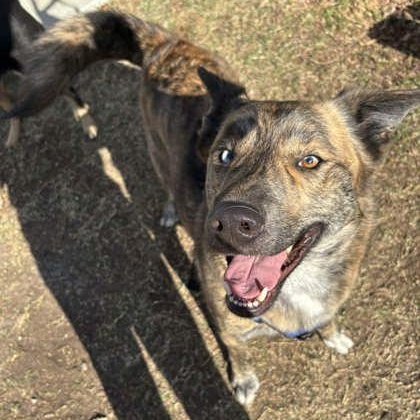 Enlarge Meatloaf, an adoptable mixed breed in The Colony, TX image 3/3