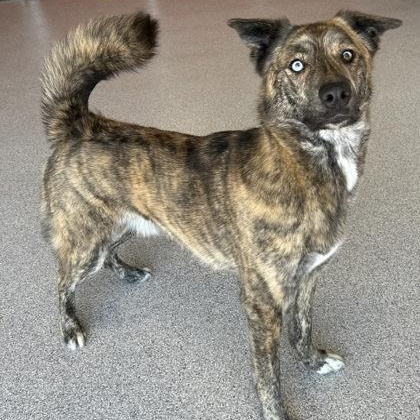 Enlarge Meatloaf, an adoptable mixed breed in The Colony, TX image 3/6