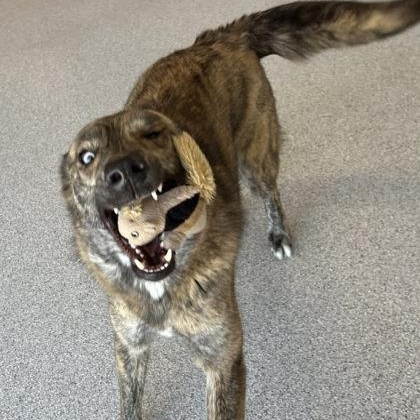 Enlarge Meatloaf, an adoptable mixed breed in The Colony, TX image 6/6