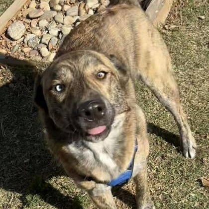 Enlarge Meatloaf, an adoptable mixed breed in The Colony, TX image 2/3