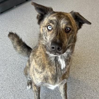Enlarge Meatloaf, an adoptable mixed breed in The Colony, TX image 1/6