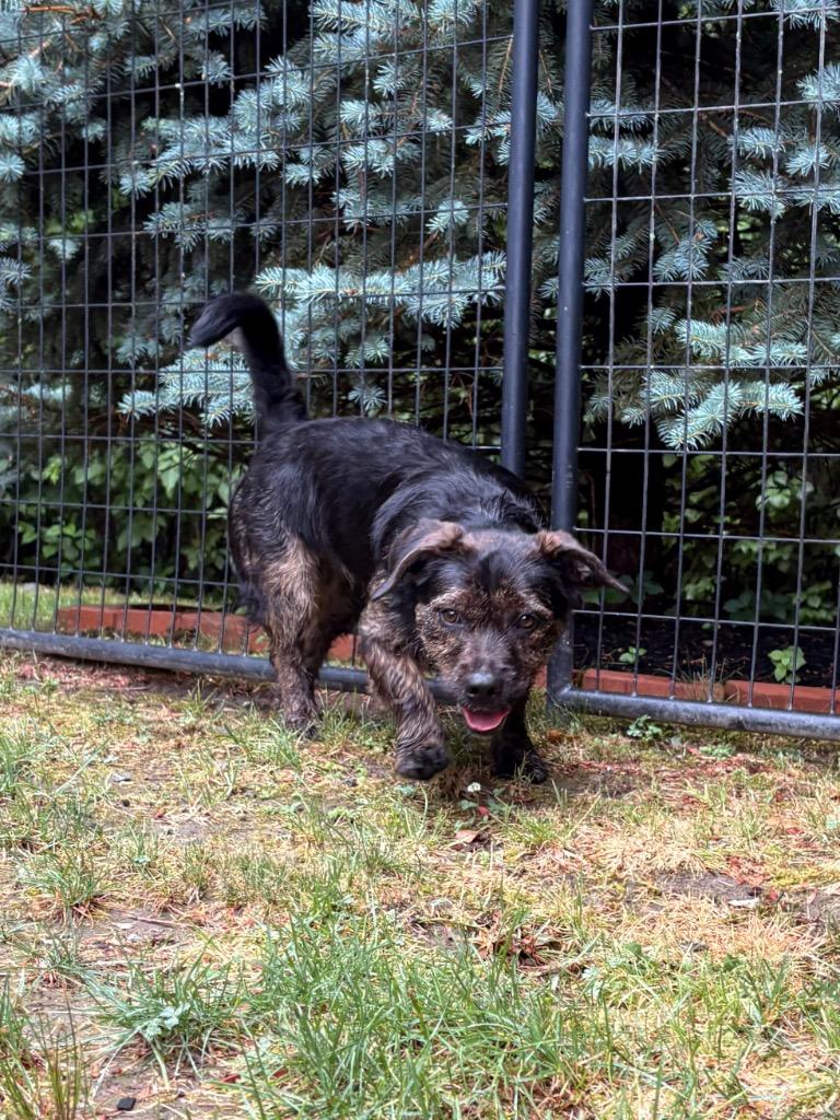 Estelle, Adoptable, Puppy Female Terrier & Mixed Breed.