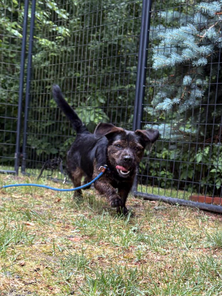 Estelle, a Adoptable mixed breed in Fall River, MA image 2/6