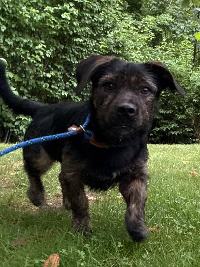 Estelle, a Adoptable mixed breed in Fall River, MA image 3/6