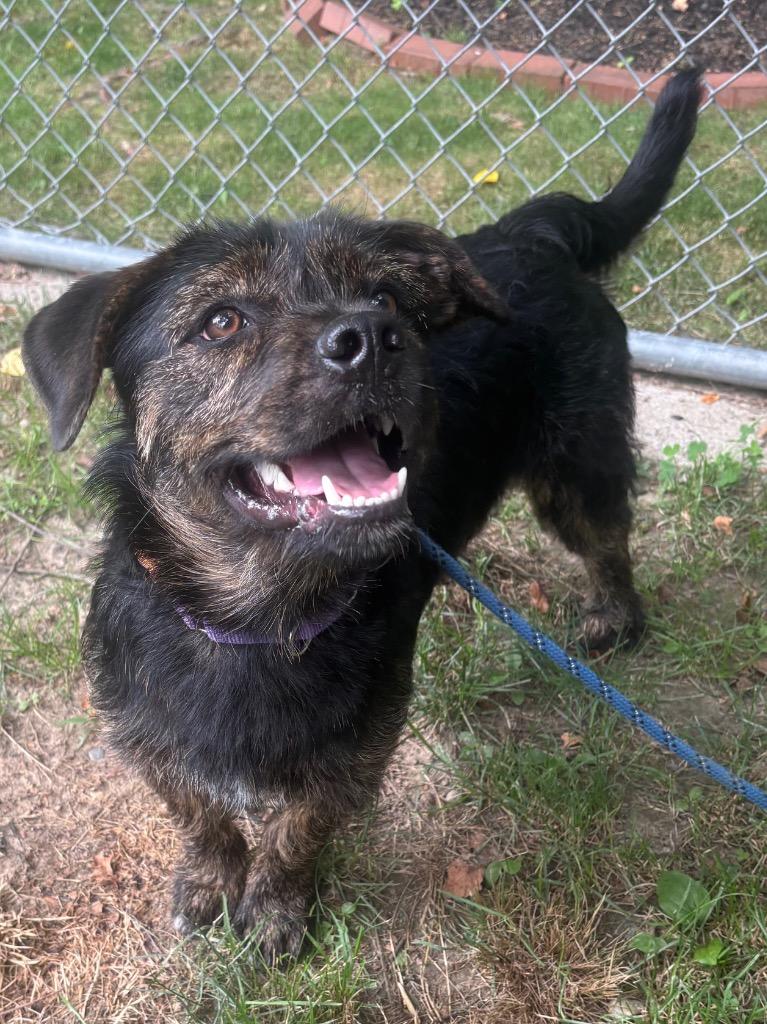 Estelle, a Adoptable mixed breed in Fall River, MA image 4/6