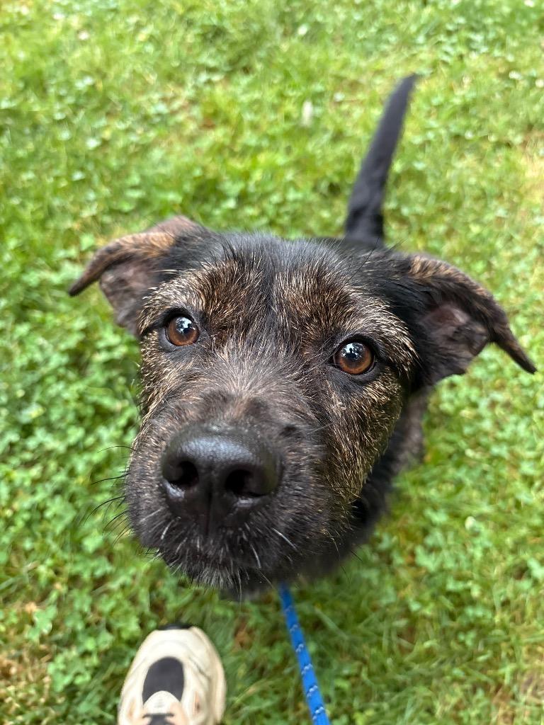Estelle, a Adoptable mixed breed in Fall River, MA image 5/6