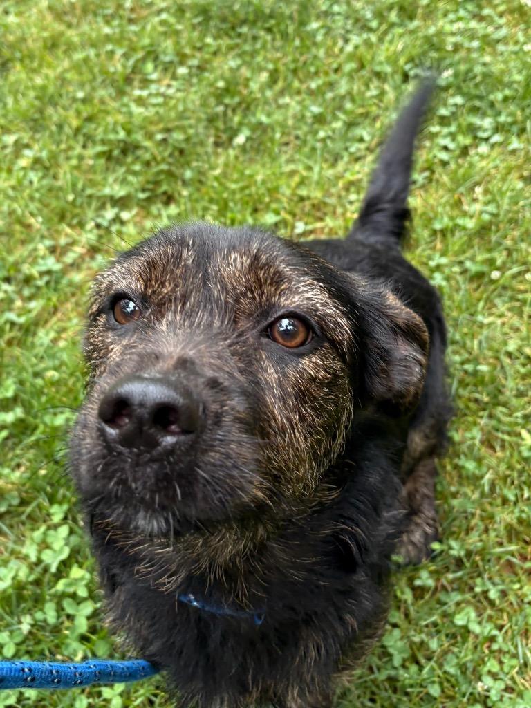 Estelle, a Adoptable mixed breed in Fall River, MA image 6/6