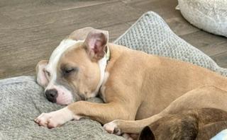 Lionel, a ADOPTABLE mixed breed in Melbourne, FL image 2/5