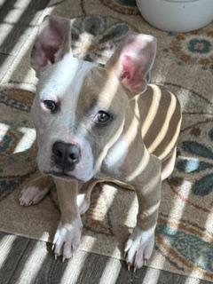 Lionel, ADOPTABLE, Puppy Male Terrier & Boxer.