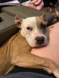 Lionel, a ADOPTABLE mixed breed in Melbourne, FL image 3/5