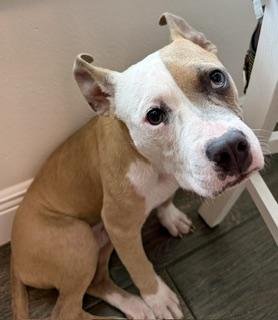 Lionel, a ADOPTABLE mixed breed in Melbourne, FL image 4/5