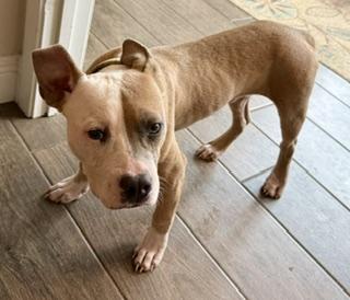 Lionel, a ADOPTABLE mixed breed in Melbourne, FL image 5/5