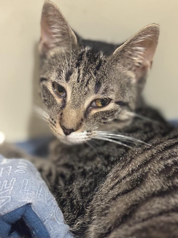 Enlarge Feta, a Adoptable Domestic Short Hair in Lake Grove, NY image 1/2