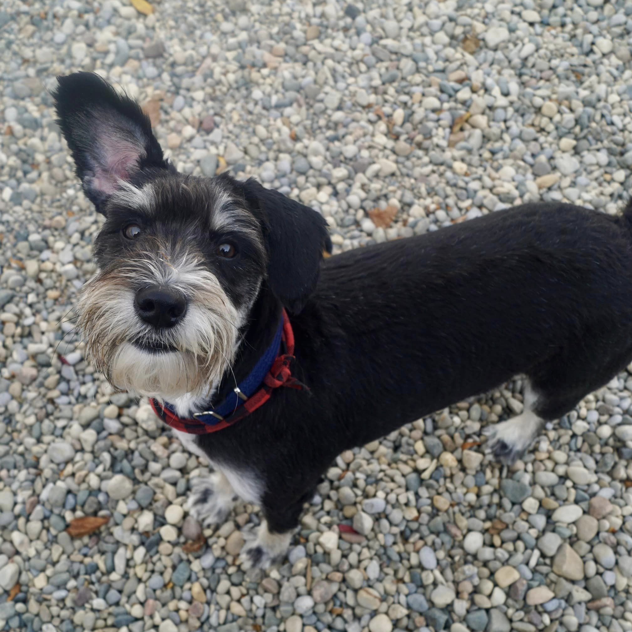 Finnegan, a Adoptable mixed breed in Sterling Heights, MI image 2/6