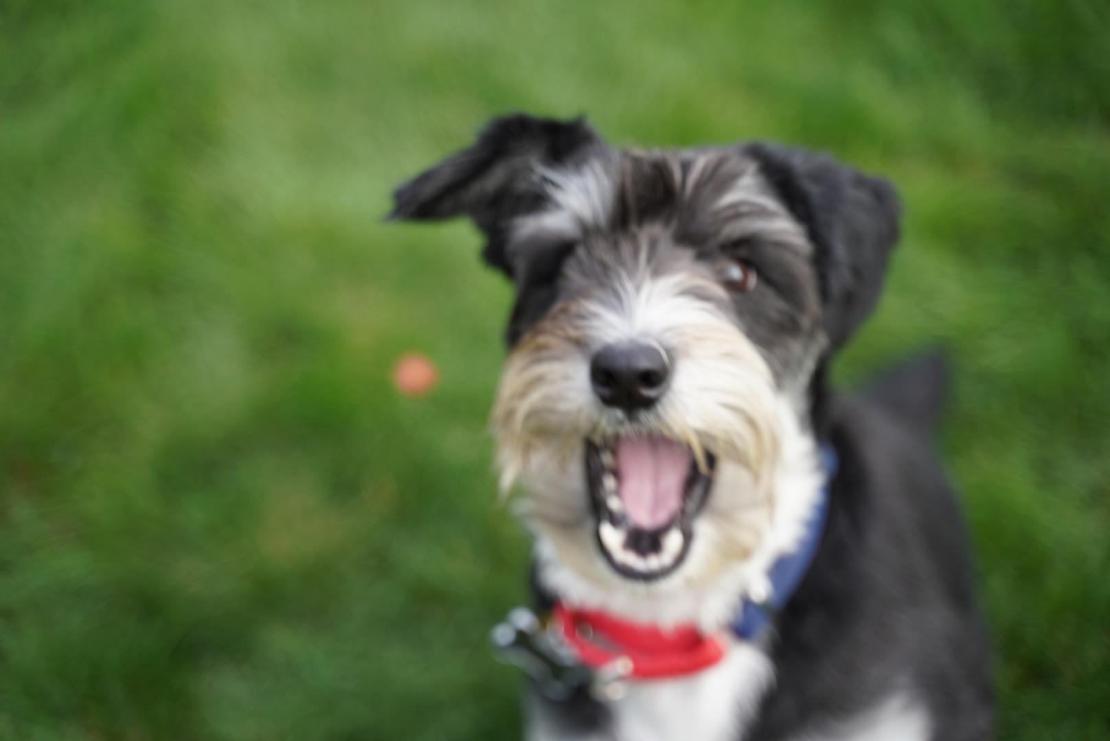 Finnegan, a Adoptable mixed breed in Sterling Heights, MI image 6/6