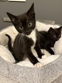 Enlarge Keeper, an adopted Domestic Short Hair in Portland, OR image 2/2