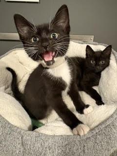 Keeper, adopted, Kitten Male Domestic Short Hair.