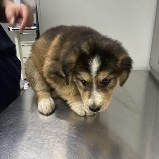 Enlarge Florian, an adoptable mixed breed in Converse, TX image 1/1
