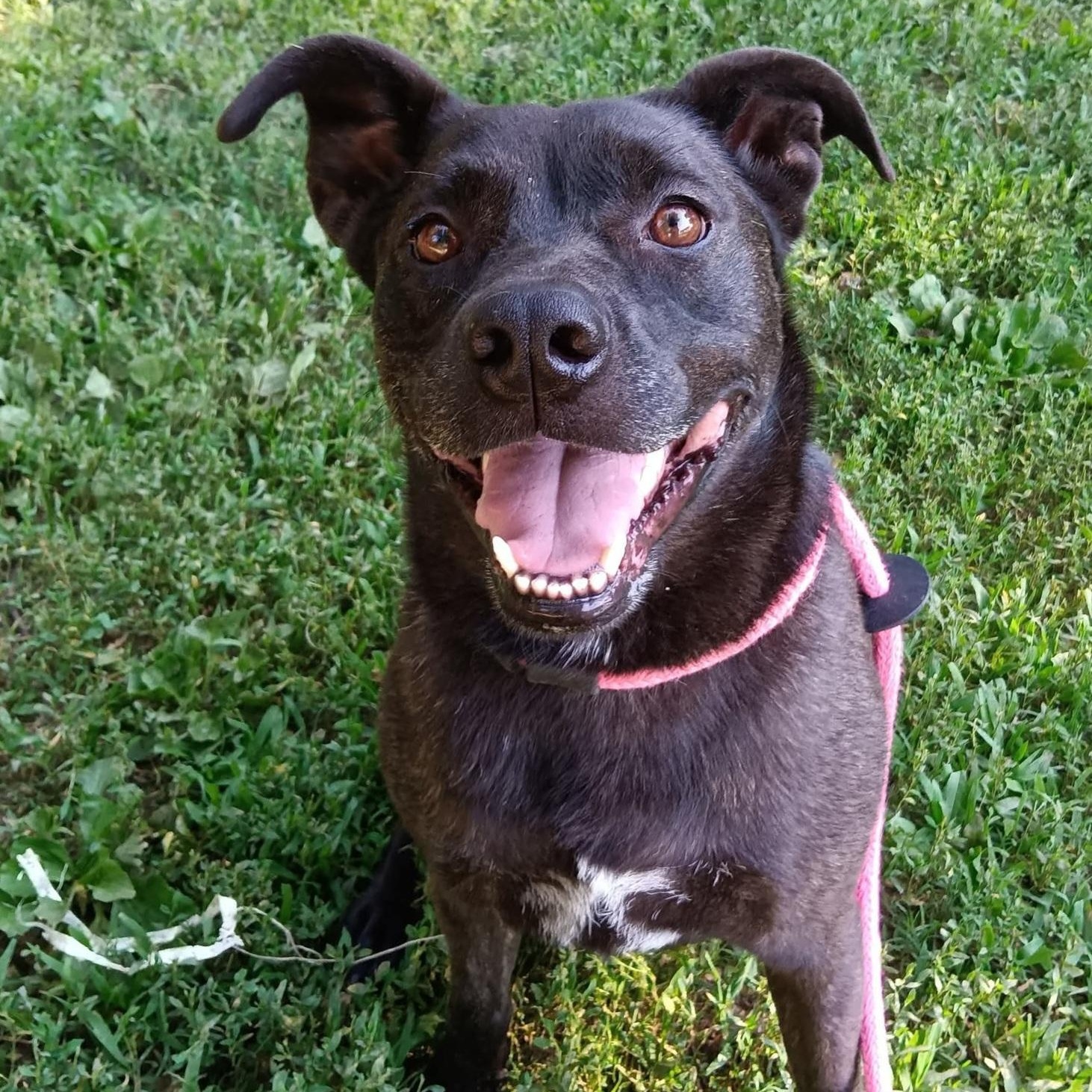 Bandit, ADOPTABLE, Young Male Black Labrador Retriever.