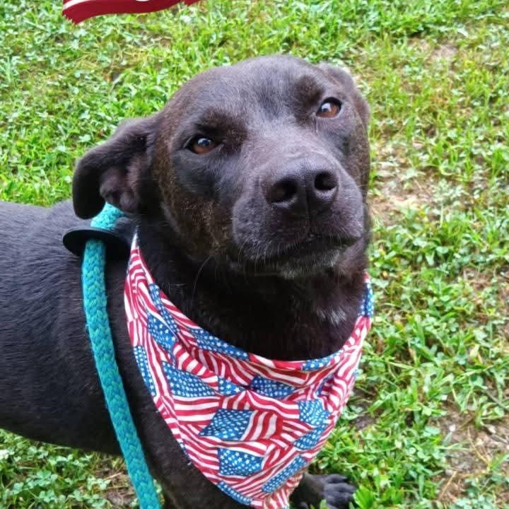 Enlarge Bandit, a ADOPTABLE mixed breed in Greenfield, TN image 2/2