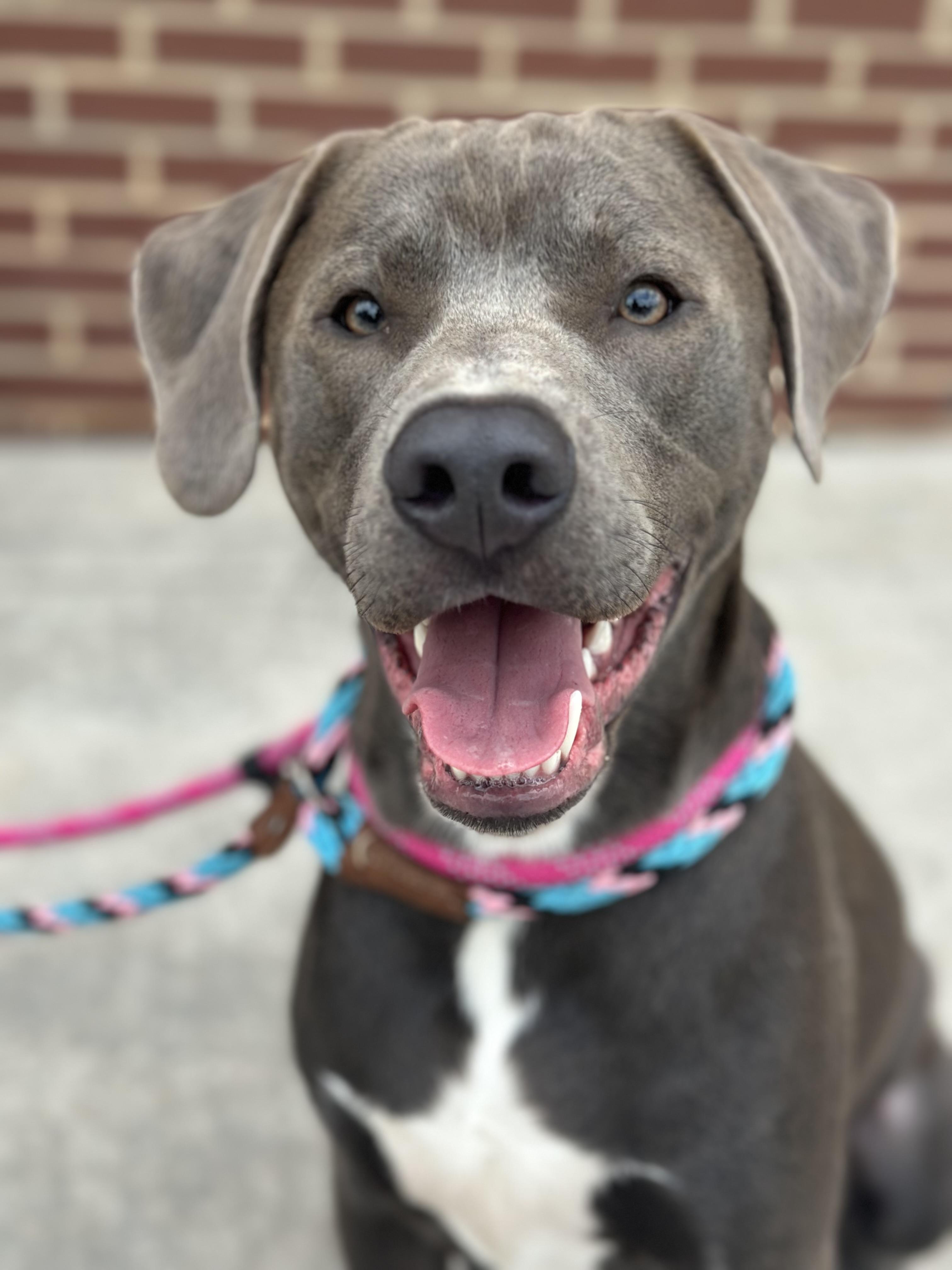 Enlarge Ozzy, a ADOPTABLE mixed breed in Maiden, NC image 1/5