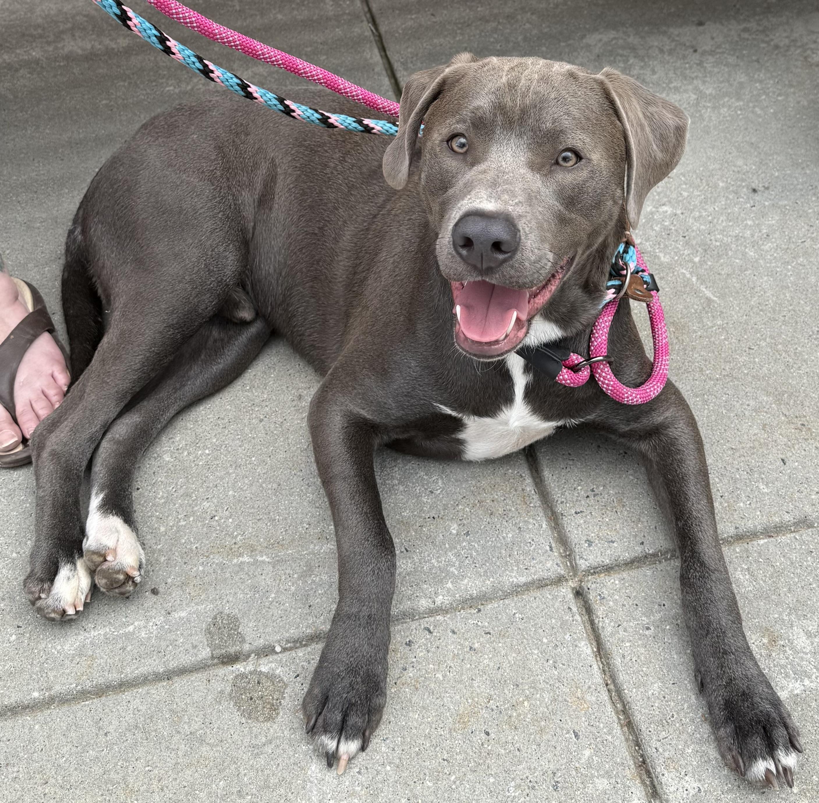 Enlarge Ozzy, a ADOPTABLE mixed breed in Maiden, NC image 2/5