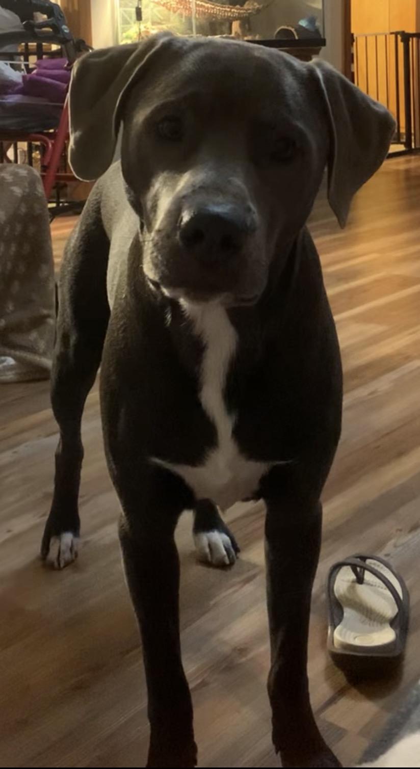 Enlarge Ozzy, a ADOPTABLE mixed breed in Maiden, NC image 6/6